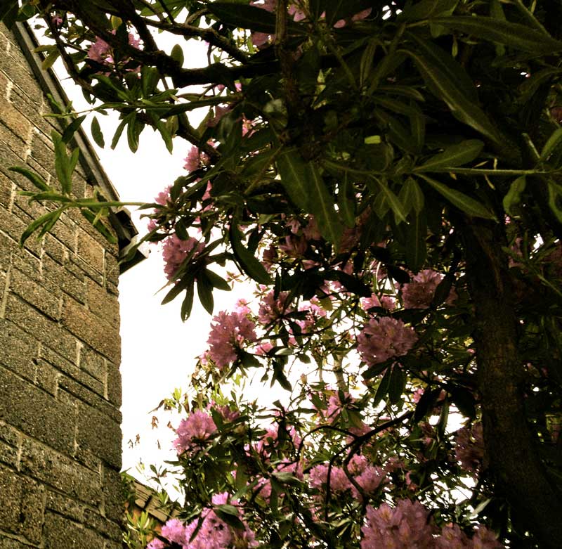 Flowers Outside Loveless Building